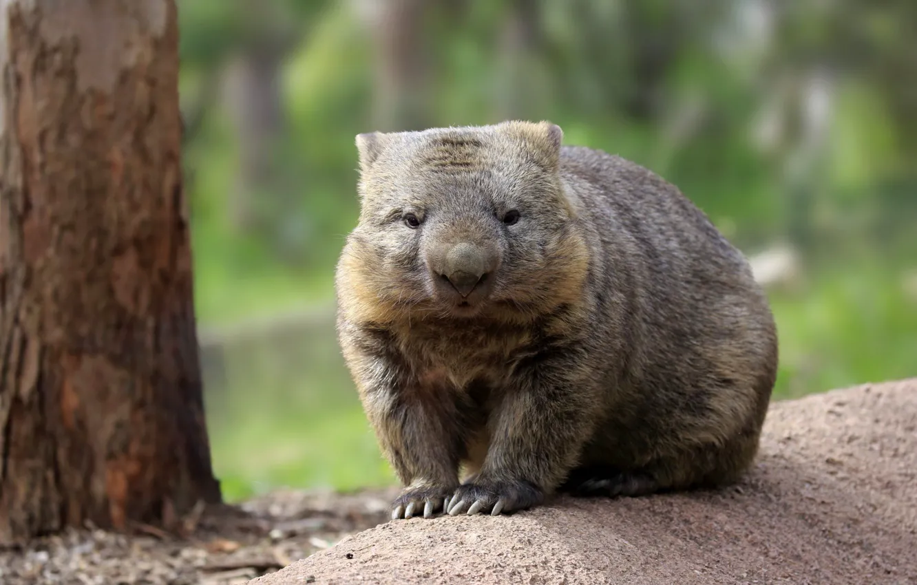 Photo wallpaper Australia, Australian Wombat, Wombat
