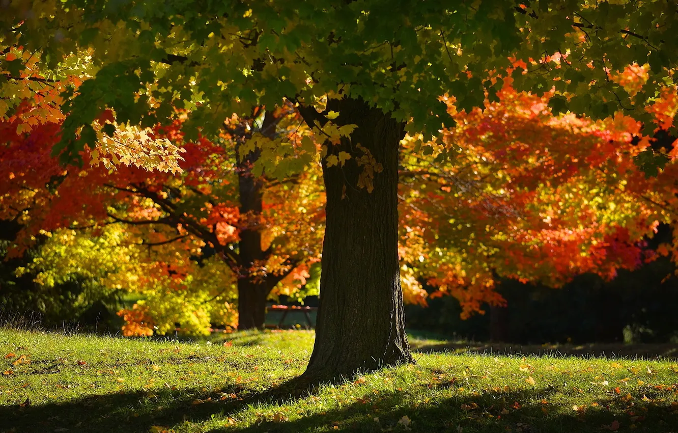 Photo wallpaper autumn, nature, Park, tree