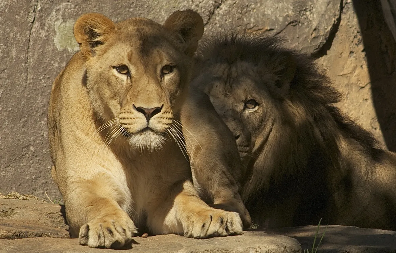 Photo wallpaper background, lions, zoo