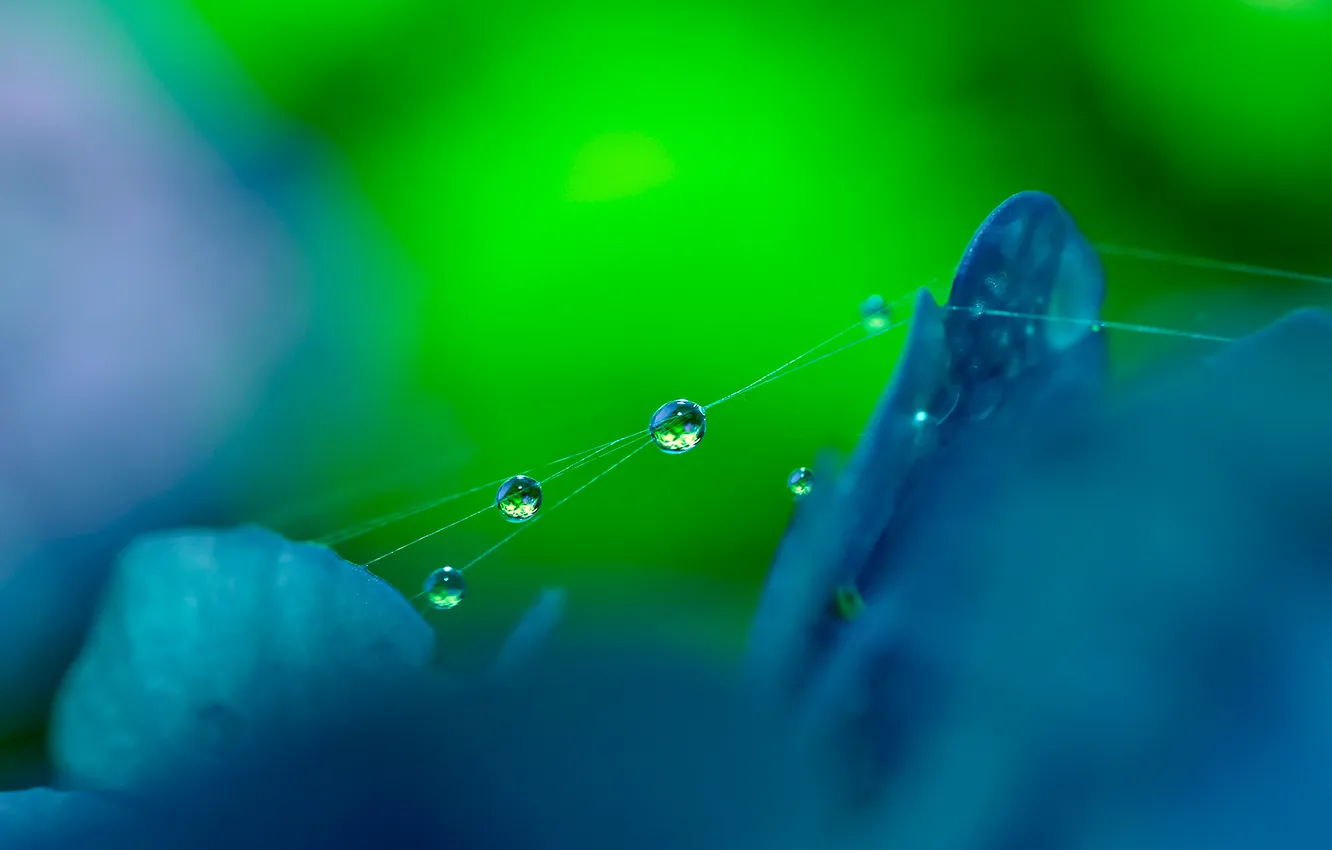 Photo wallpaper drops, macro, flowers, web, petals