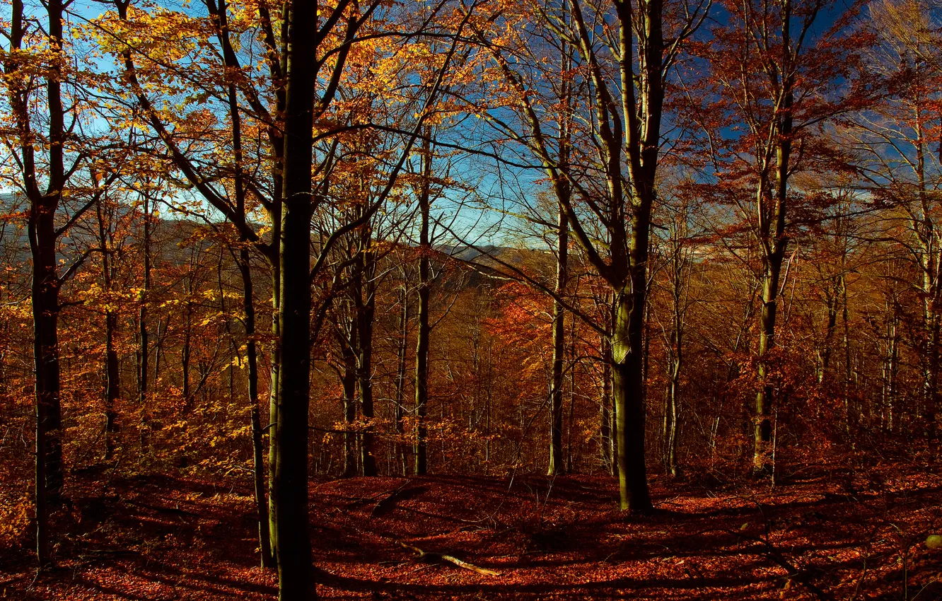 Photo wallpaper autumn, the sky, leaves, trees, mountains