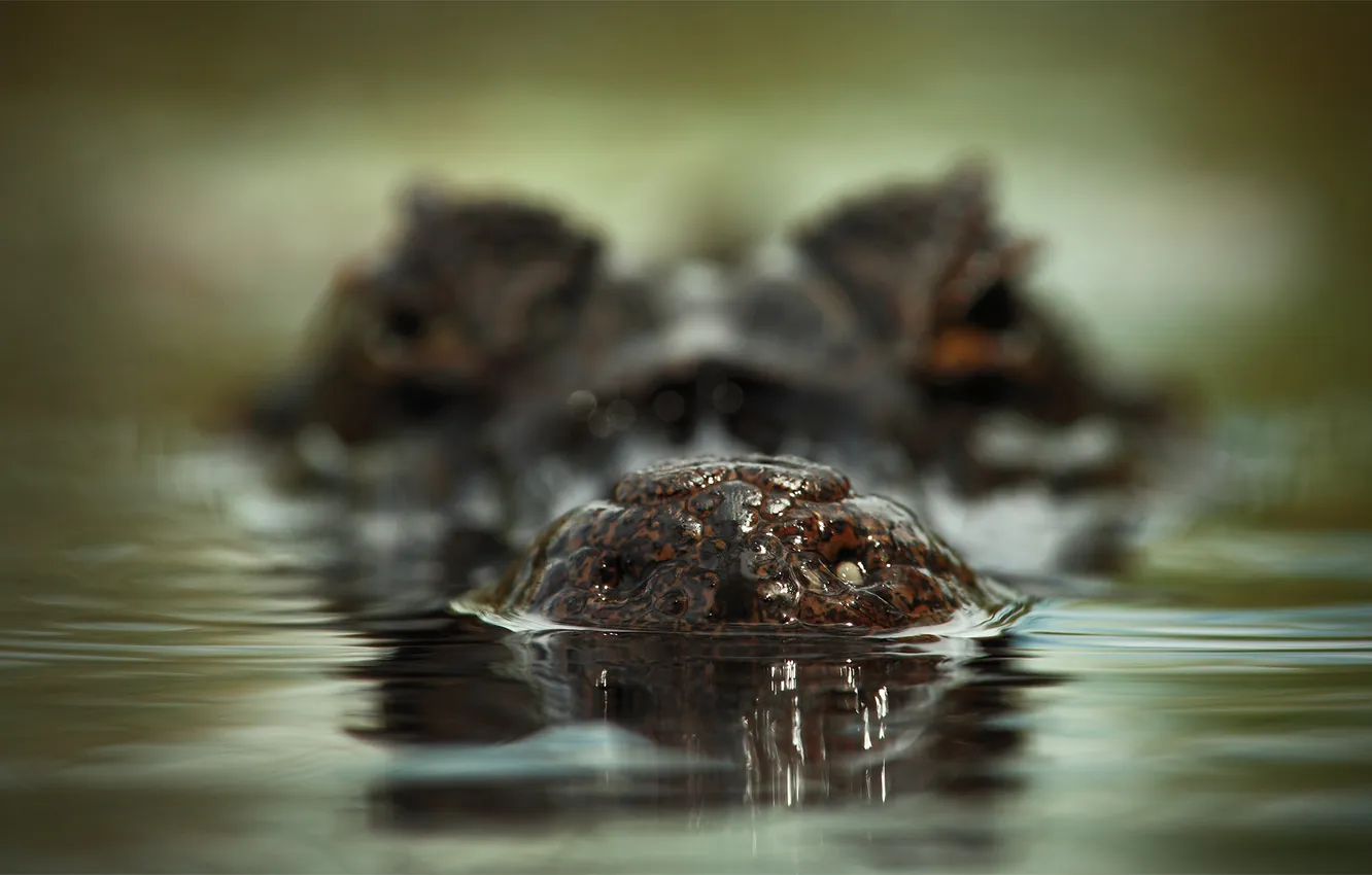 Photo wallpaper girl, secretive, the essence