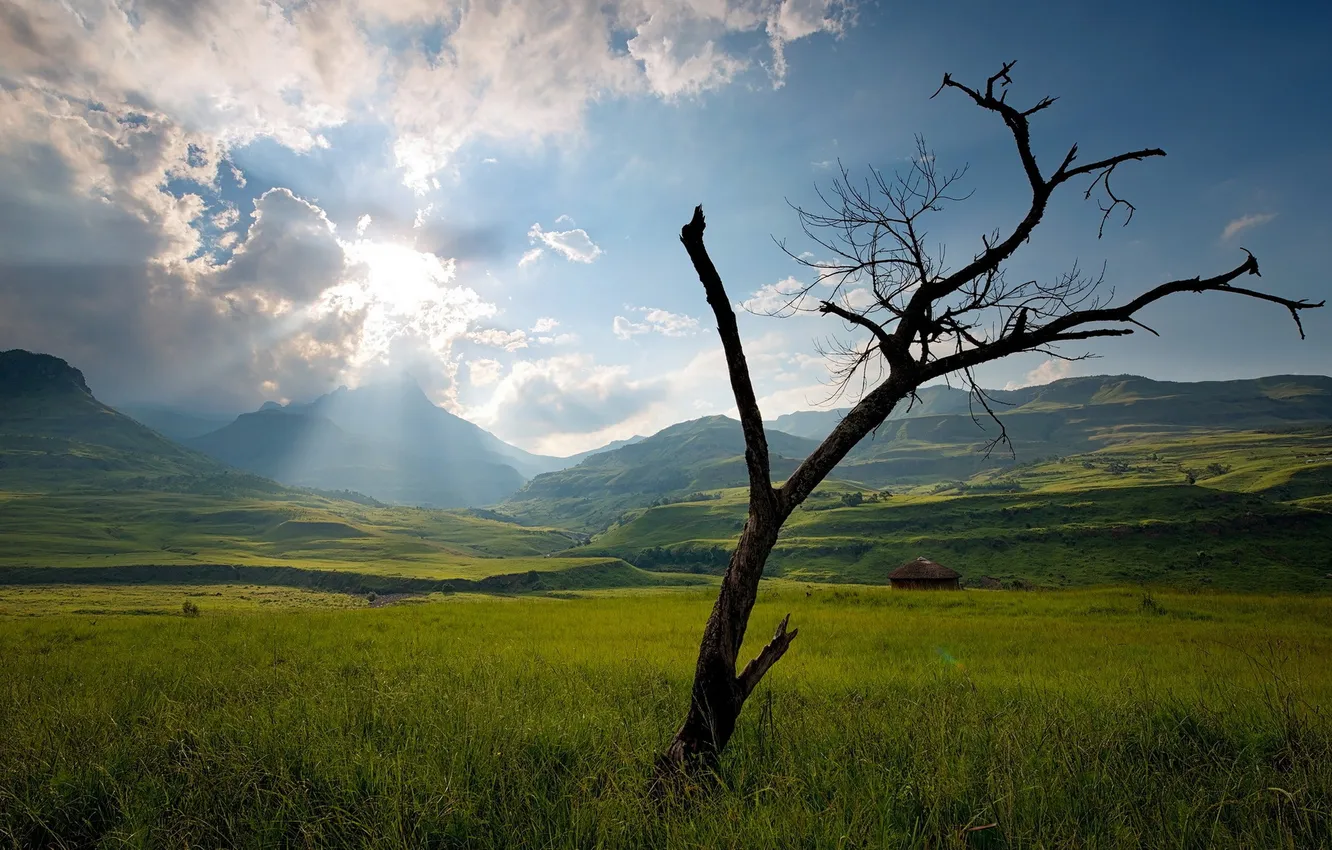 Photo wallpaper field, trees, landscape, morning