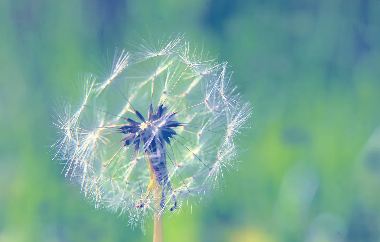 Photo wallpaper plant, delicate, dandelion
