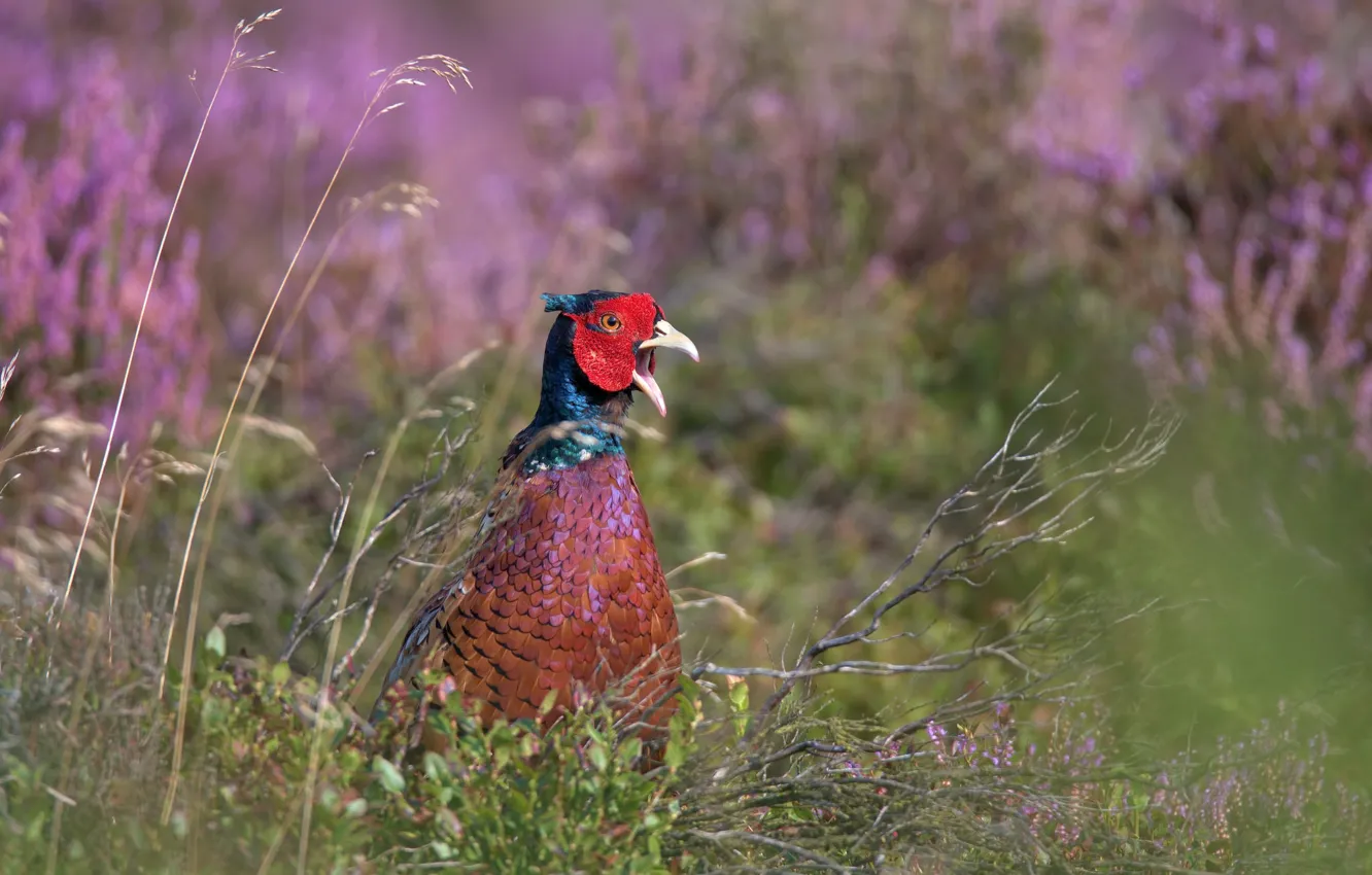 Photo wallpaper grass, branches, nature, bird, pheasant