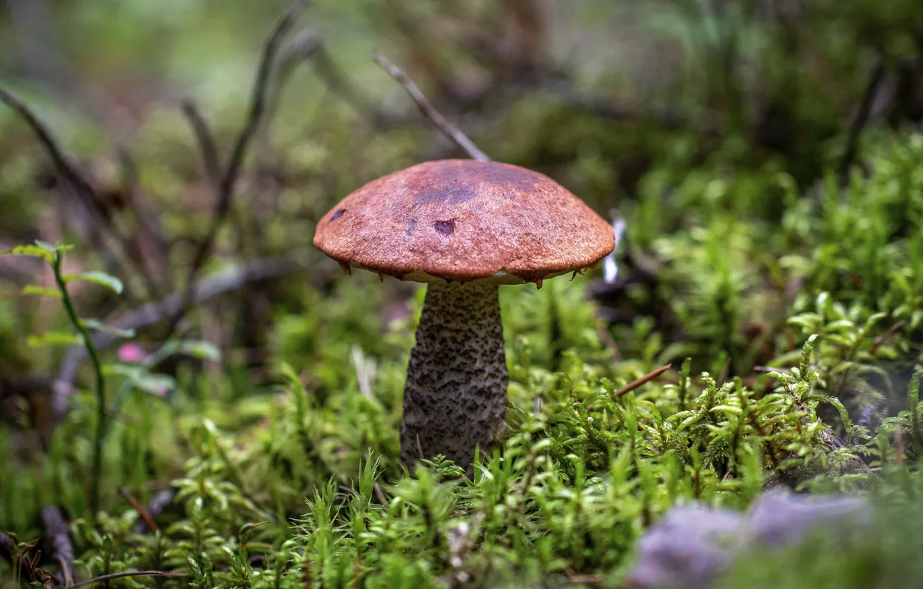 Photo wallpaper autumn, forest, mushrooms, moss, boletus, bokeh