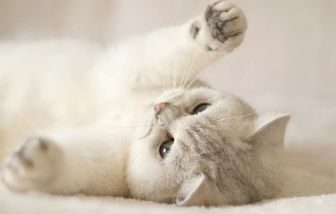 Photo wallpaper cat, white, cat, look, pose, kitty, background, light