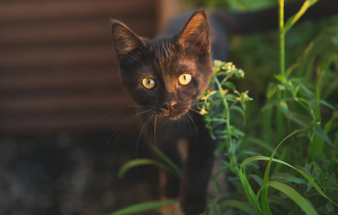 Photo wallpaper cat, grass, look, leaves, light, pose, black, plant