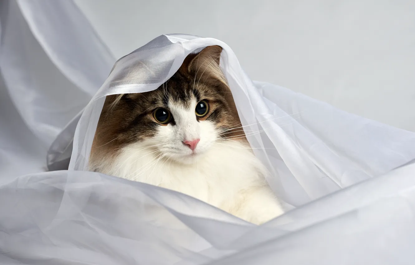 Photo wallpaper cat, portrait, tulle