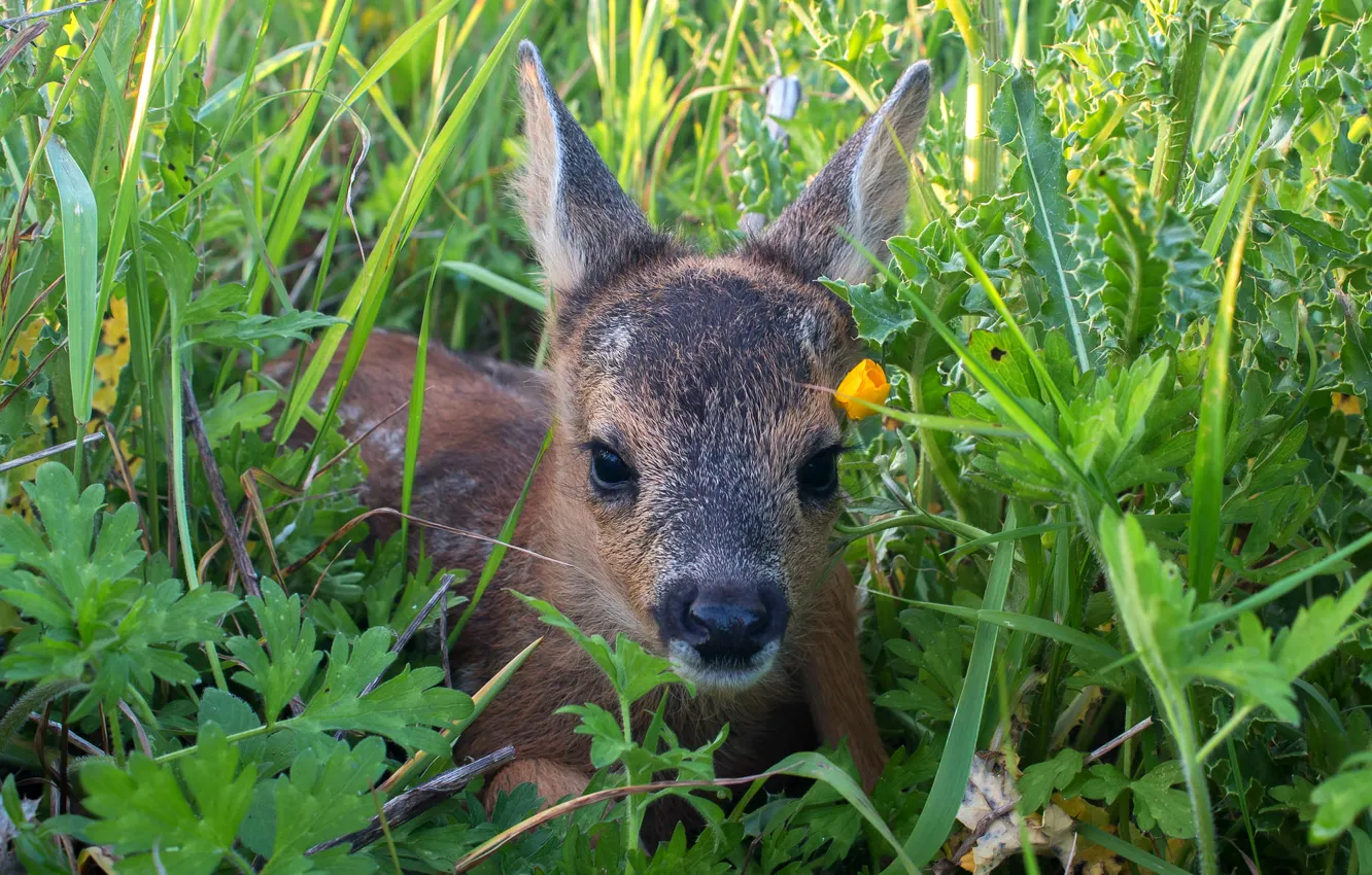 Photo wallpaper grass, baby, ROE, fawn