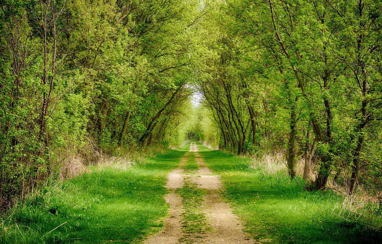Photo wallpaper road, forest, grass, trees, alley, path