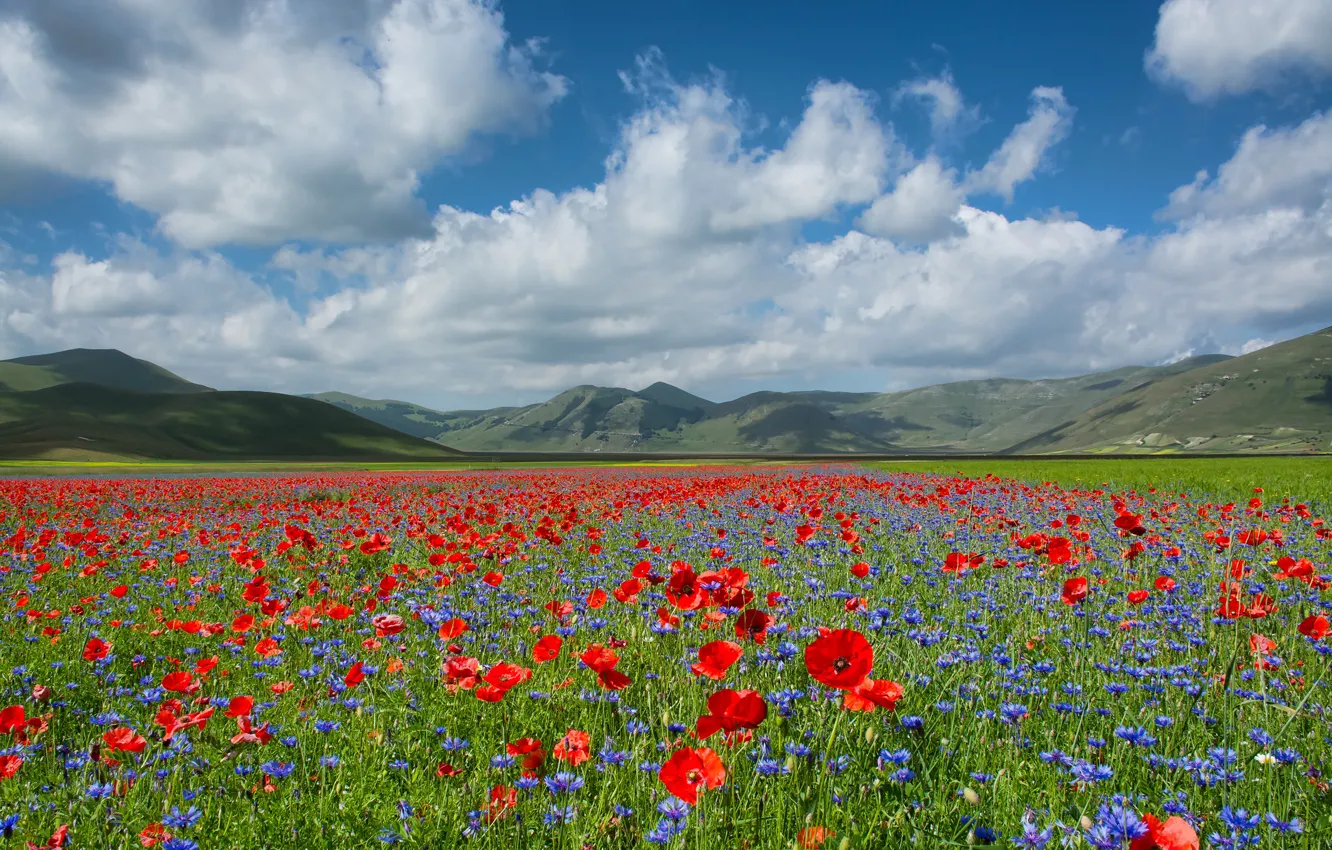 Photo wallpaper summer, the sky, clouds, flowers, mountains, blue, red, blue
