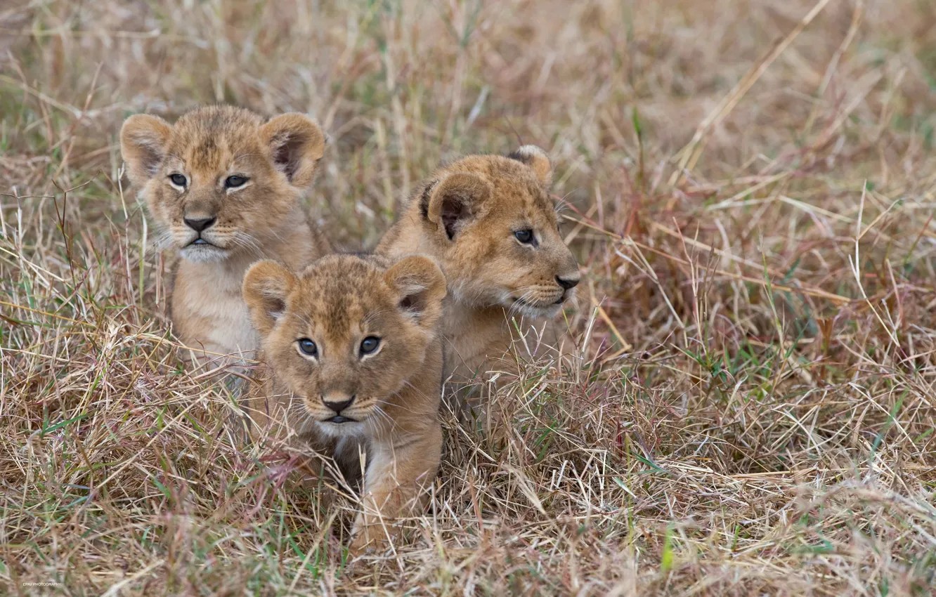 Photo wallpaper grass, cub, kitty, wild cats, trio, lion, Trinity