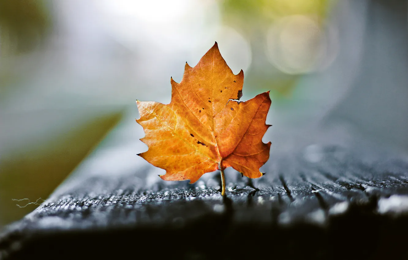 Photo wallpaper autumn, leaves, macro, bokeh