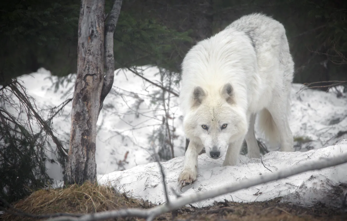 Photo wallpaper snow, wolf, predator, Arctic island wolf