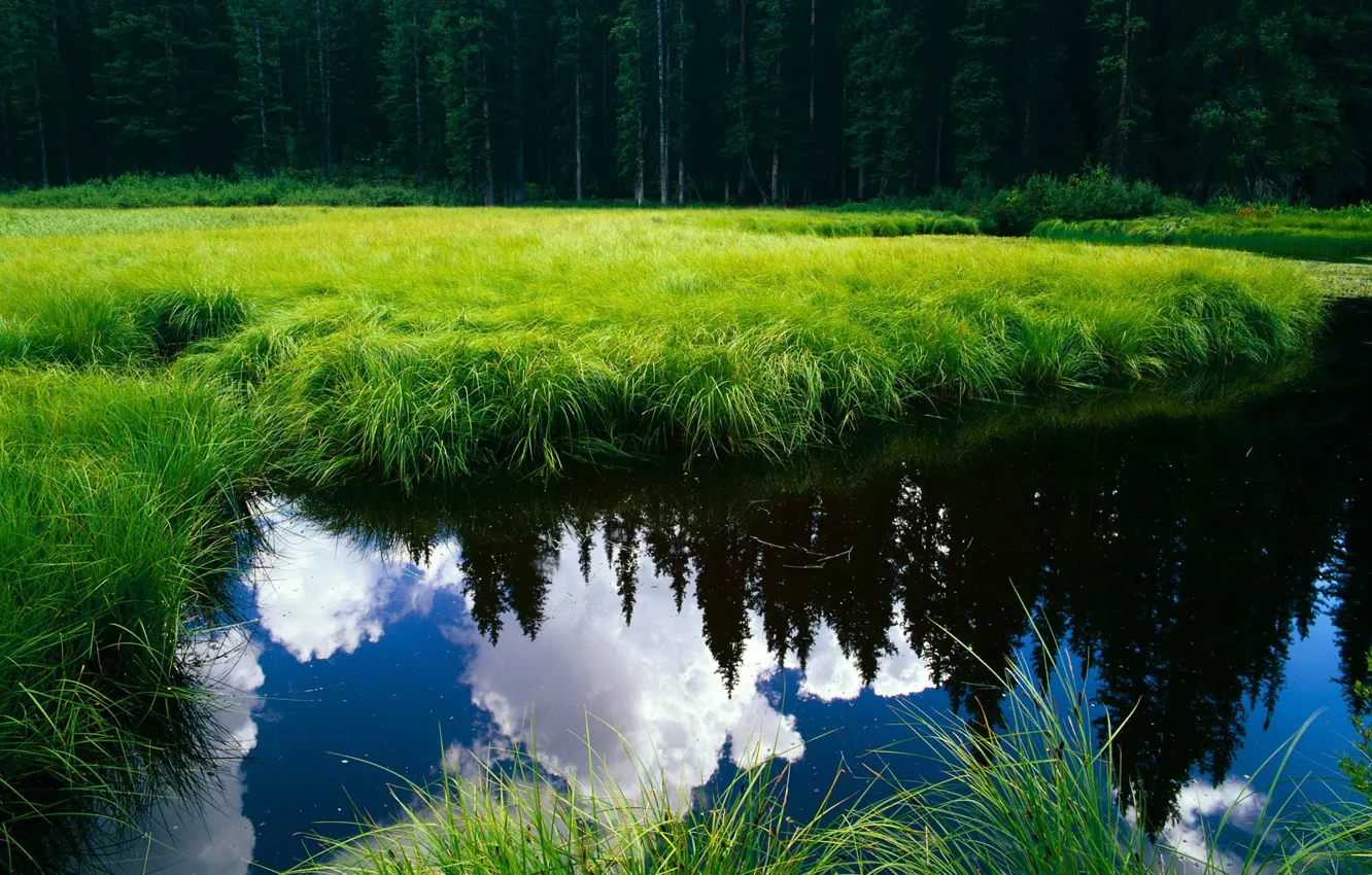 Photo wallpaper forest, lake, pond