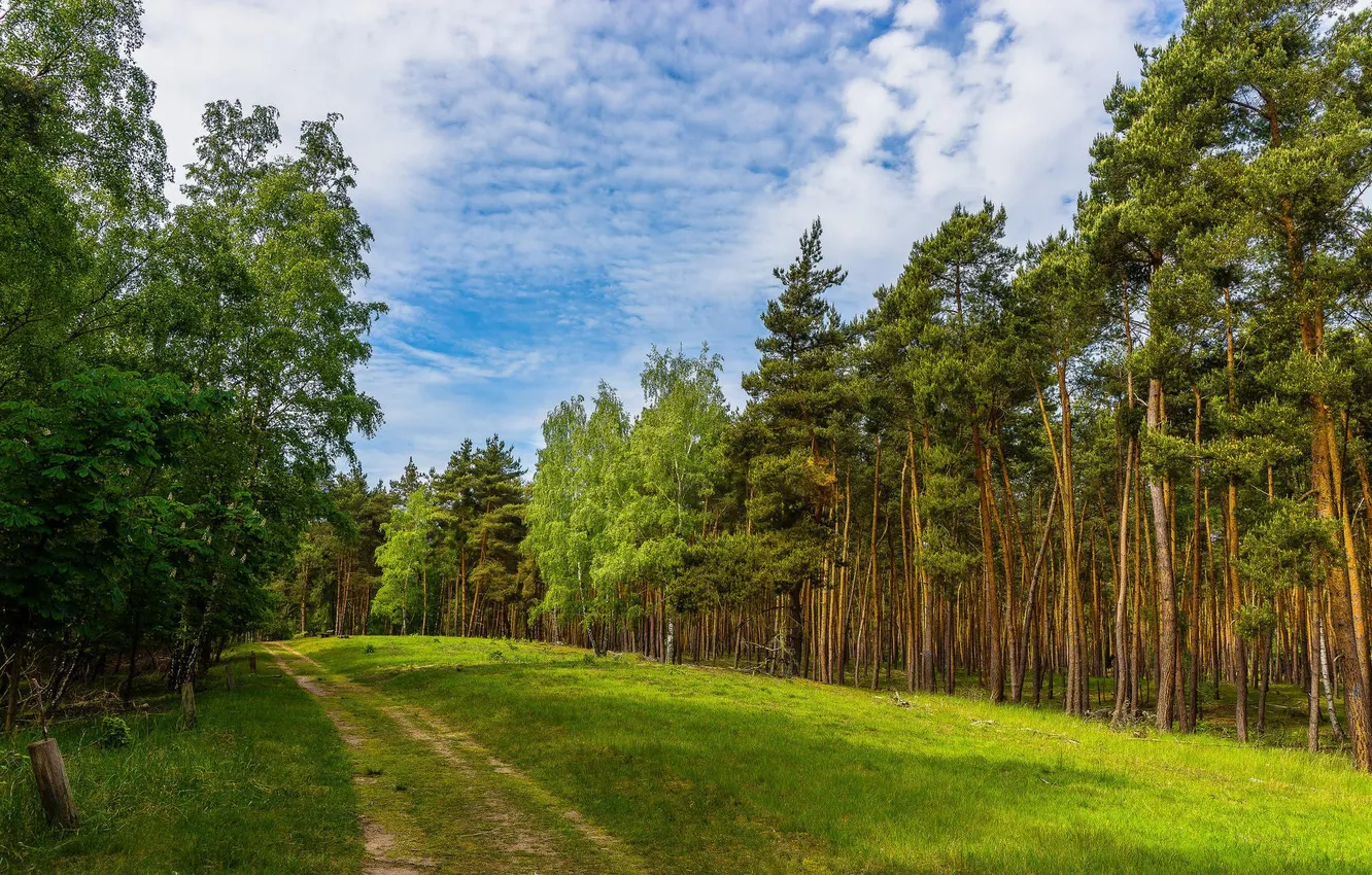 Photo wallpaper road, forest, the sky, clouds, trees, landscape, nature, glade