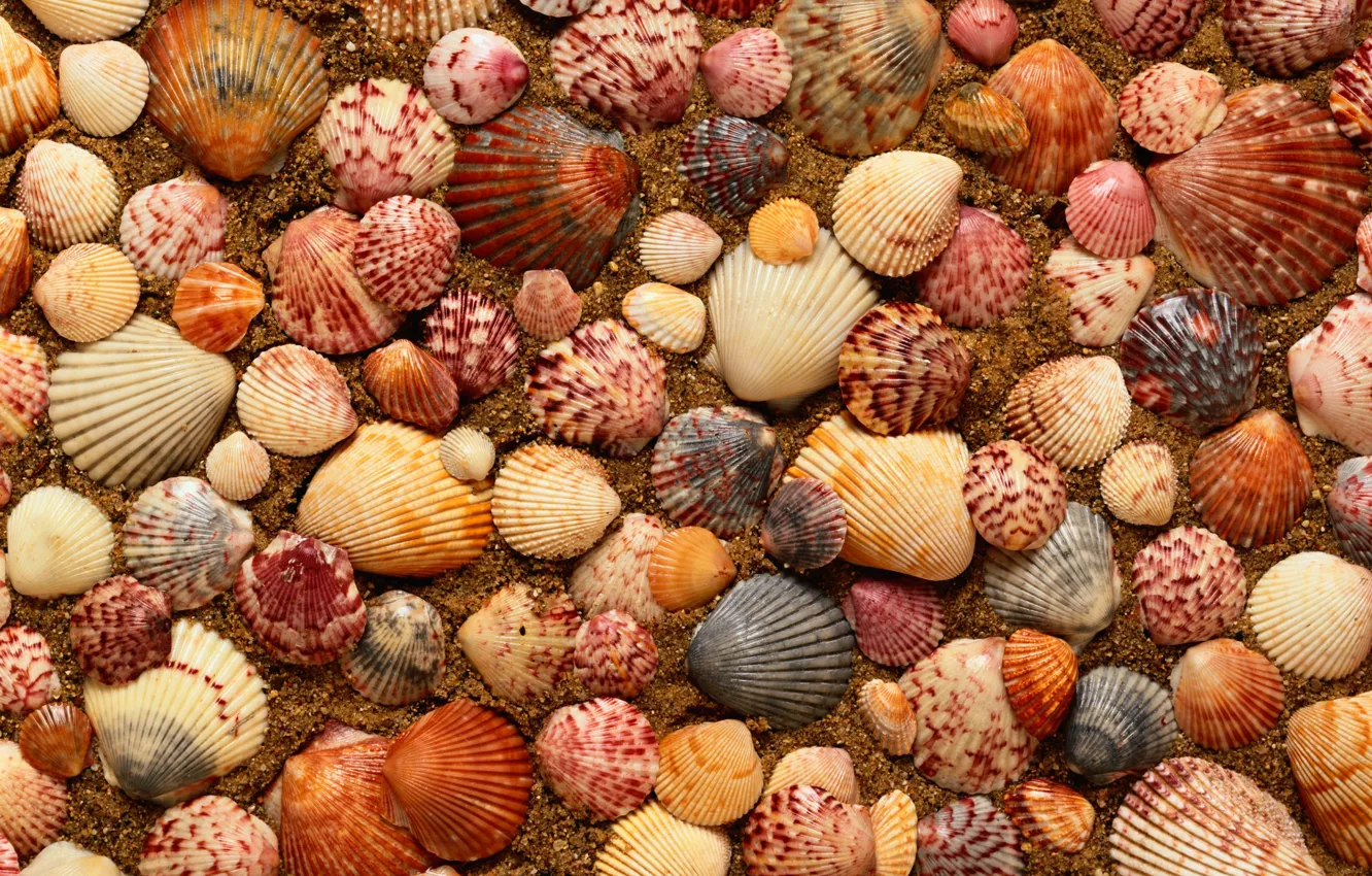 Photo wallpaper sand, shell, sea