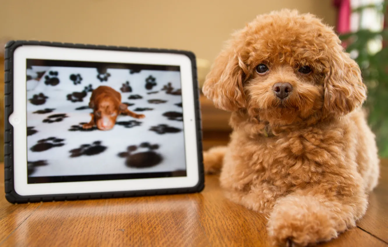 Photo wallpaper photo, red, dog