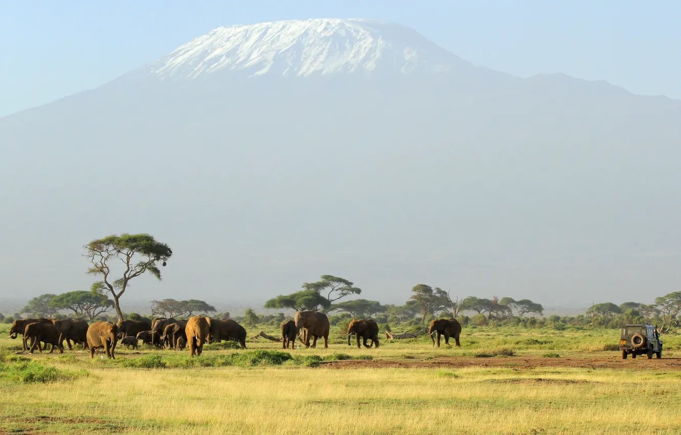 Photo wallpaper mountain, the volcano, Africa, elephants, the herd, Kilimanjaro