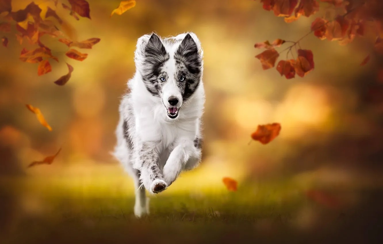 Photo wallpaper autumn, leaves, dog, blur, running, bokeh
