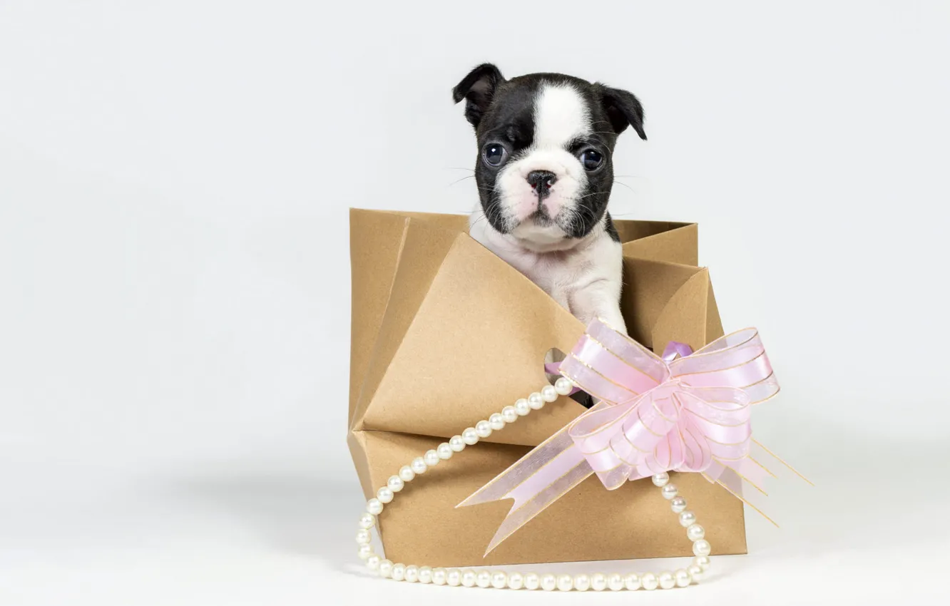 Photo wallpaper look, pose, gift, dog, baby, package, puppy, white background