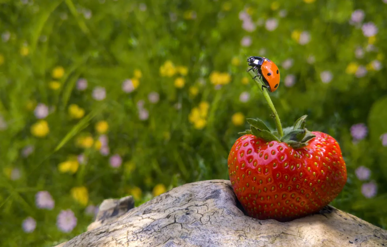 Photo wallpaper grass, ladybug, strawberry
