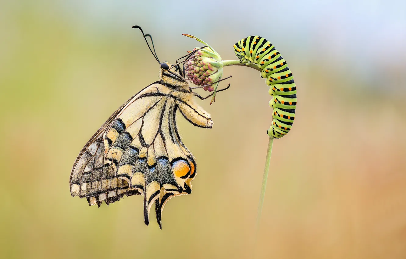 Photo wallpaper flower, caterpillar, butterfly