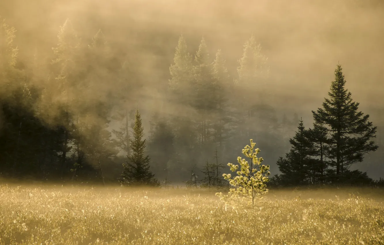 Photo wallpaper field, fog, tree