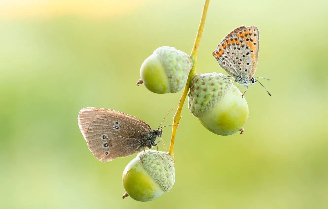 Photo wallpaper butterfly, background, branch, acorns