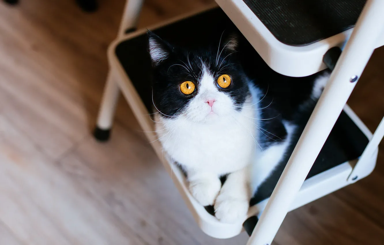 Photo wallpaper cat, cat, look, metal, black and white, ladder, floor, lies