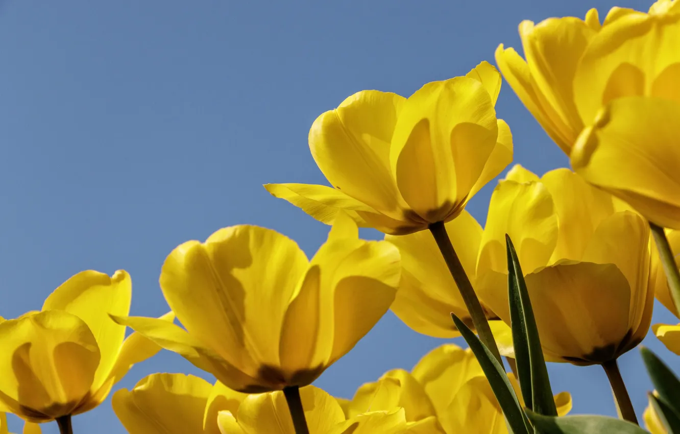 Photo wallpaper the sky, petals, tulips, buds, yellow tulips
