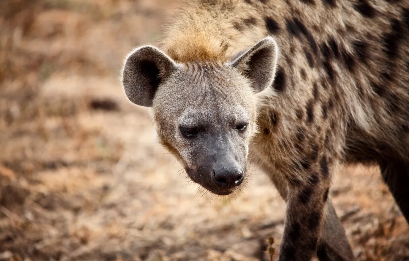 Photo wallpaper look, face, predator, hyena