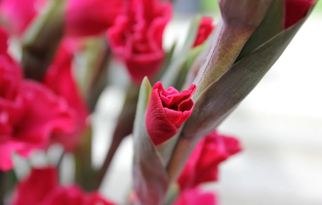 Photo wallpaper flowers, petals, gladiolus