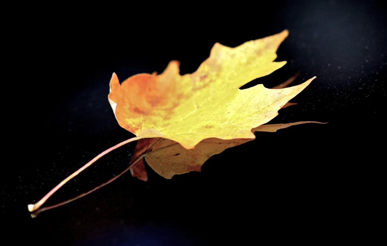 Photo wallpaper leaves, background, black, lonely