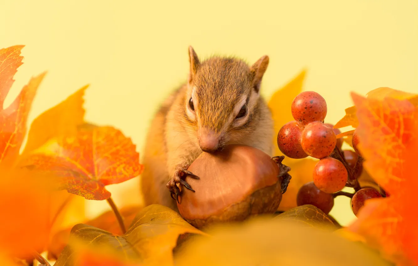 Photo wallpaper autumn, leaves, berries, sprig, walnut, Chipmunk, winter is in store