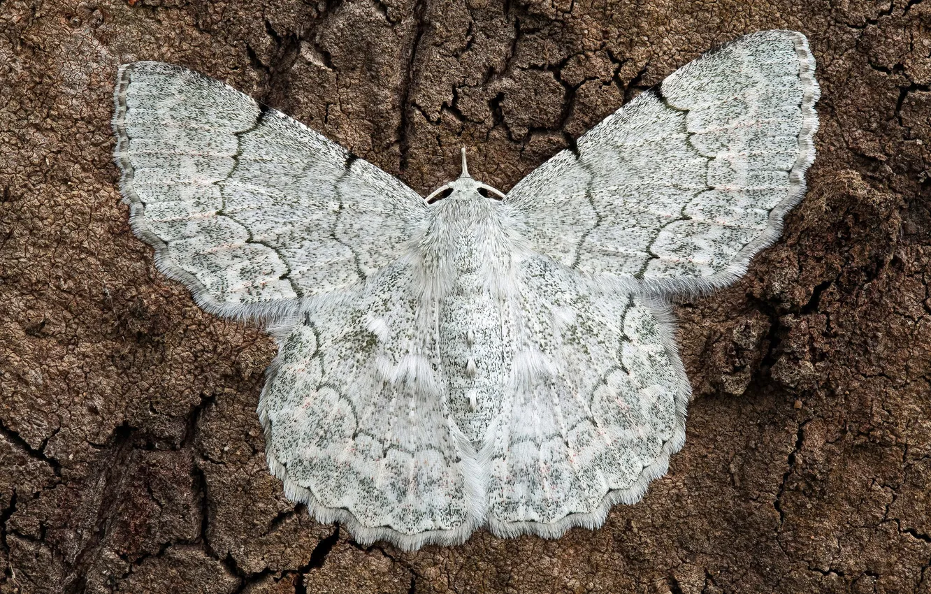 Photo wallpaper background, butterfly, mol, Pingasa abyssiniaria