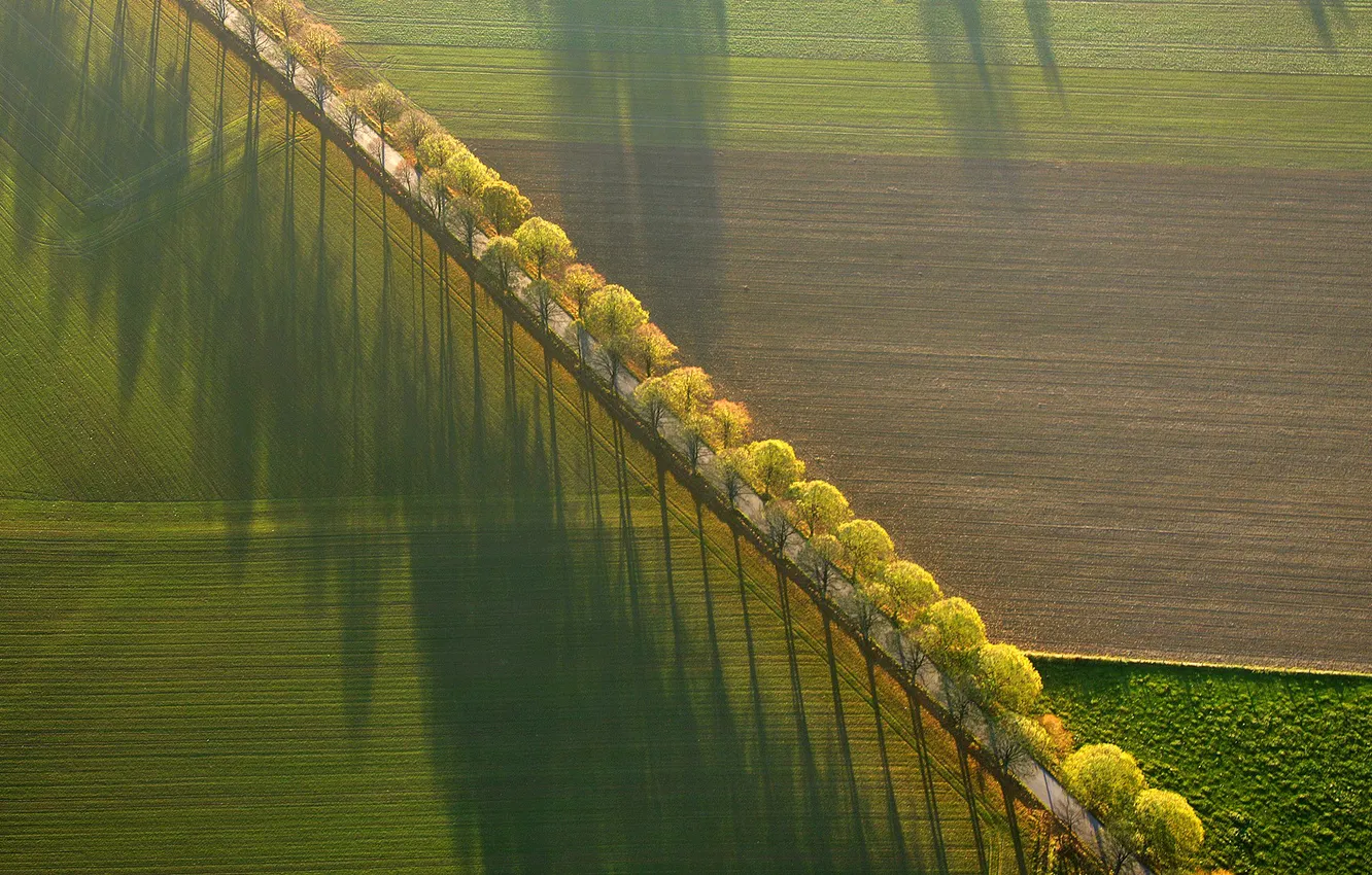Photo wallpaper road, field, trees, shadow, spring
