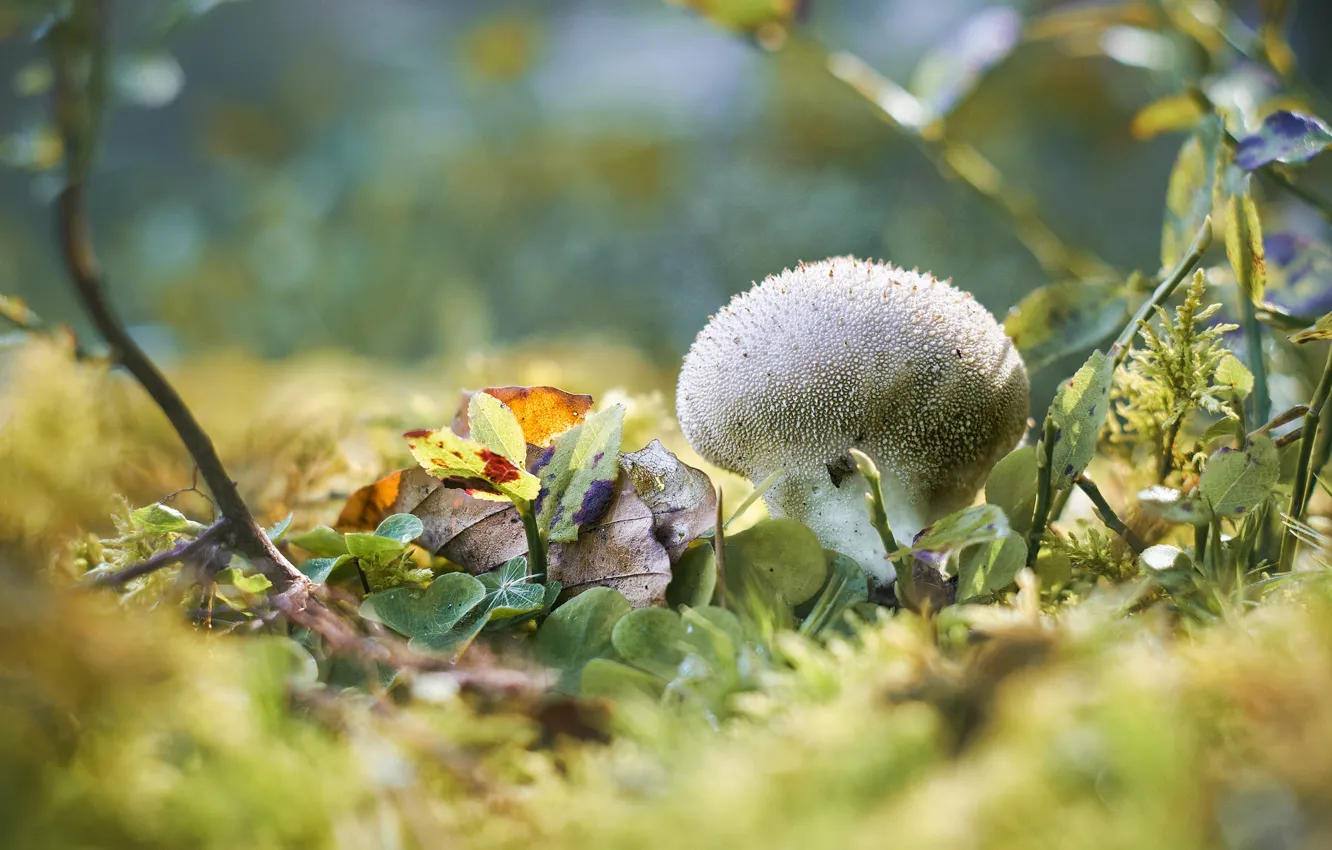 Photo wallpaper autumn, leaves, light, nature, glade, mushroom, branch, bokeh