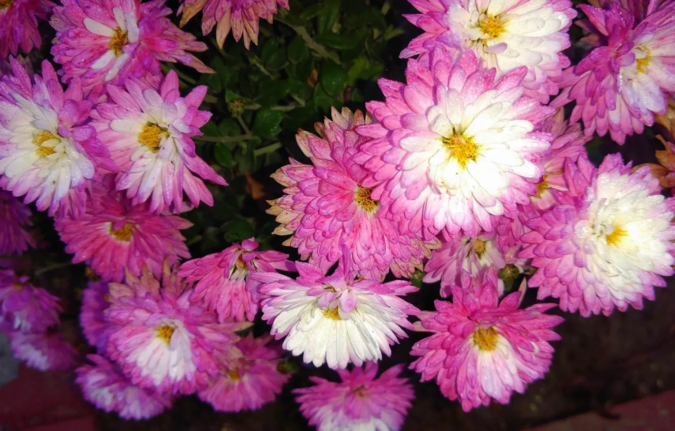 Photo wallpaper autumn, chrysanthemum, November, Mamala ©