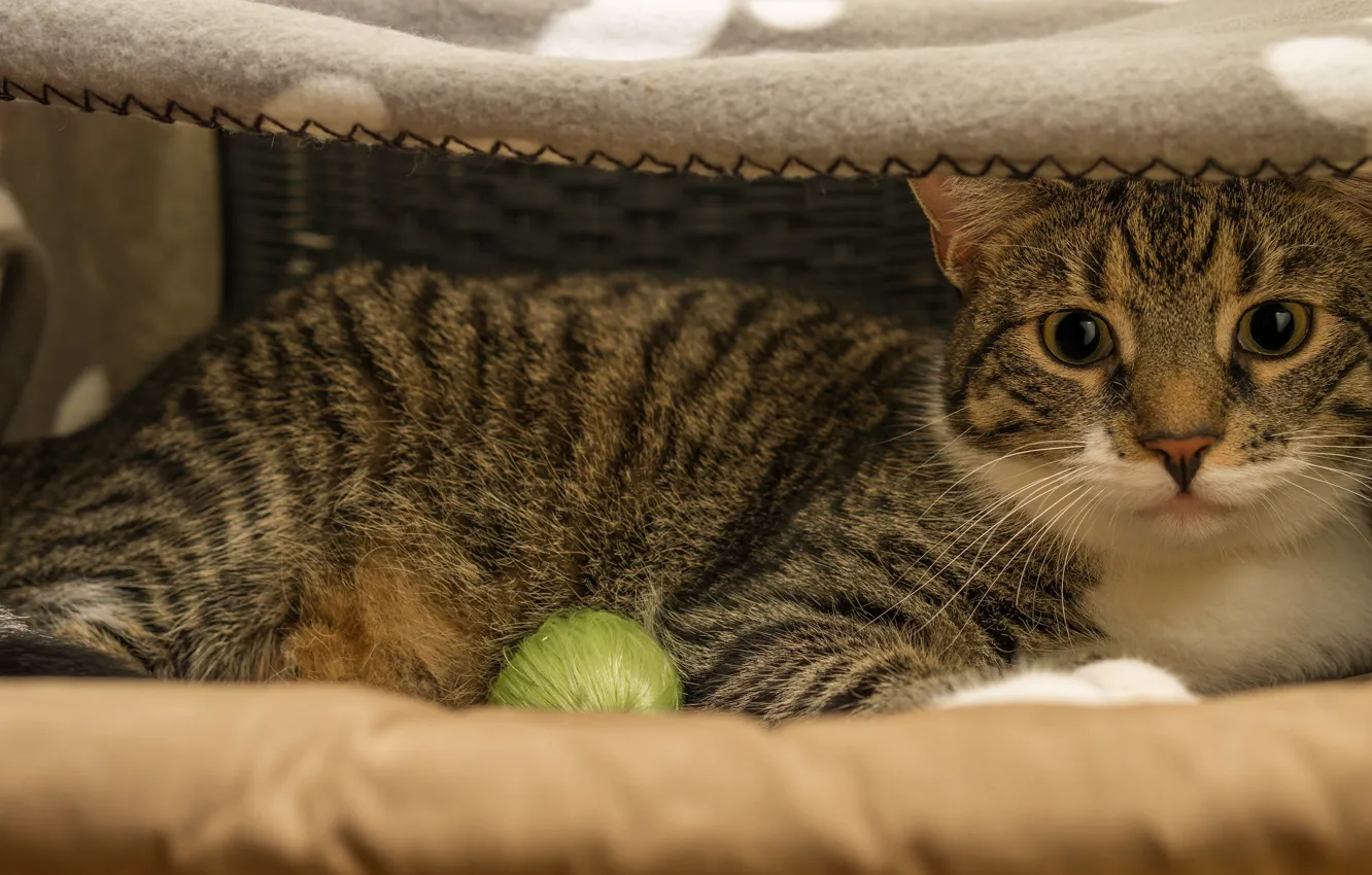 Photo wallpaper cat, cat, comfort, lies, plaid, bench