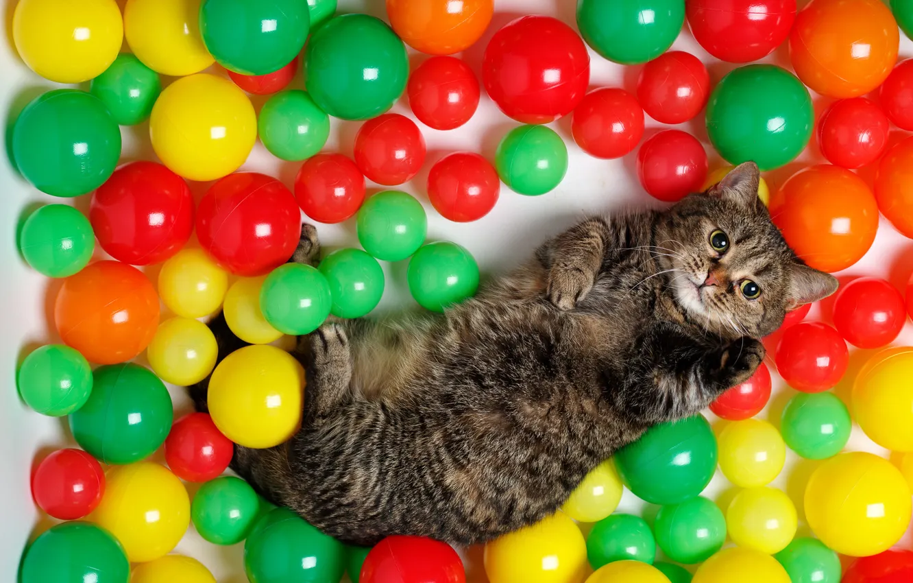 Photo wallpaper cat, cat, look, balls, pose, grey, the game, lies