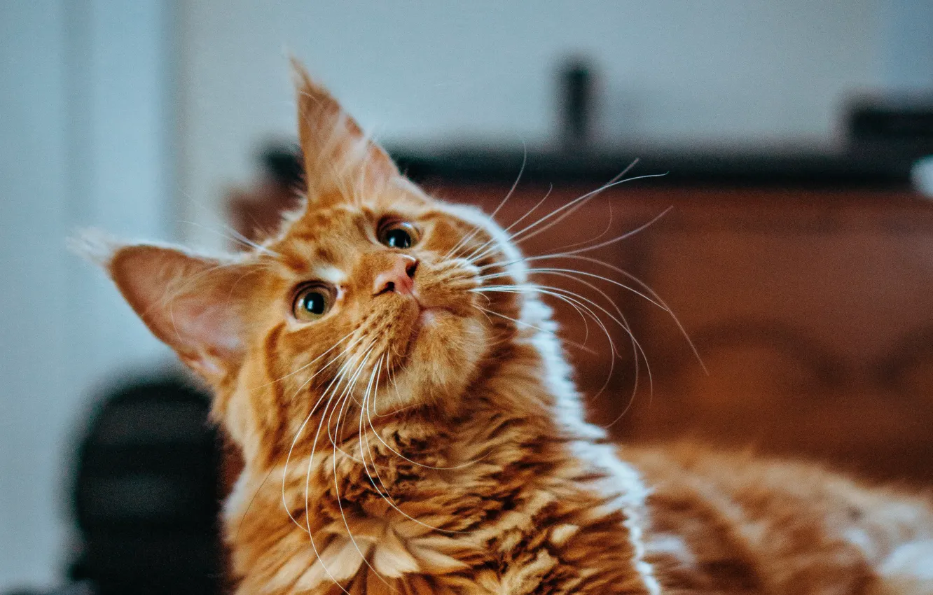 Photo wallpaper cat, cat, look, red, Maine Coon