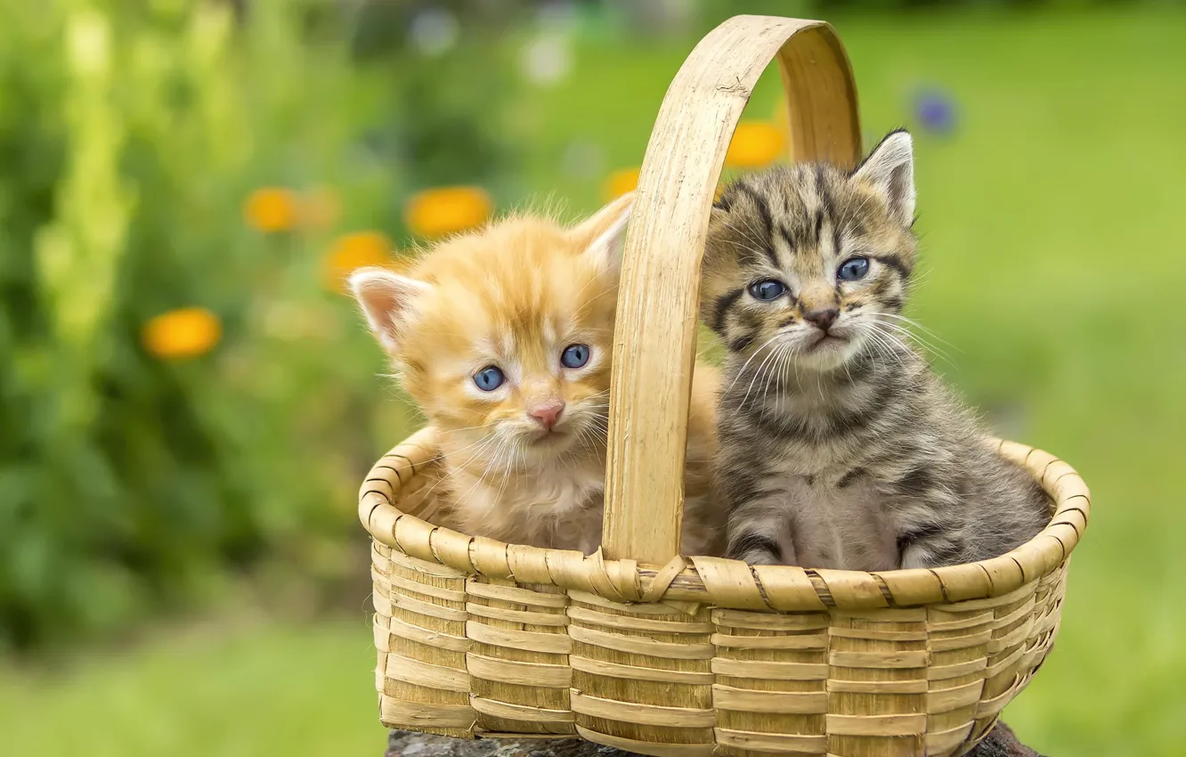 Photo wallpaper basket, kittens, lawn