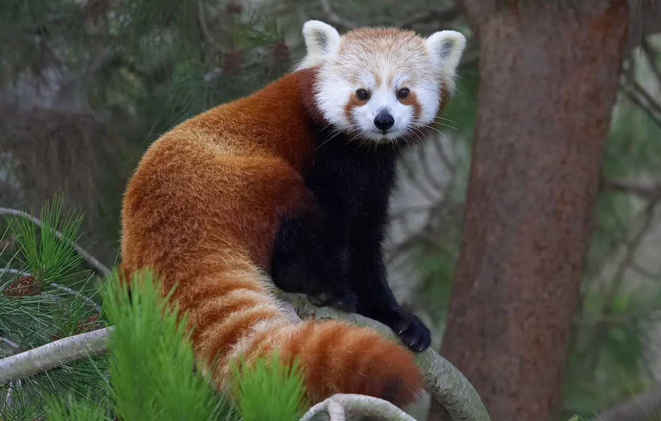 Photo wallpaper look, trees, branches, wool, red Panda, firefox, face