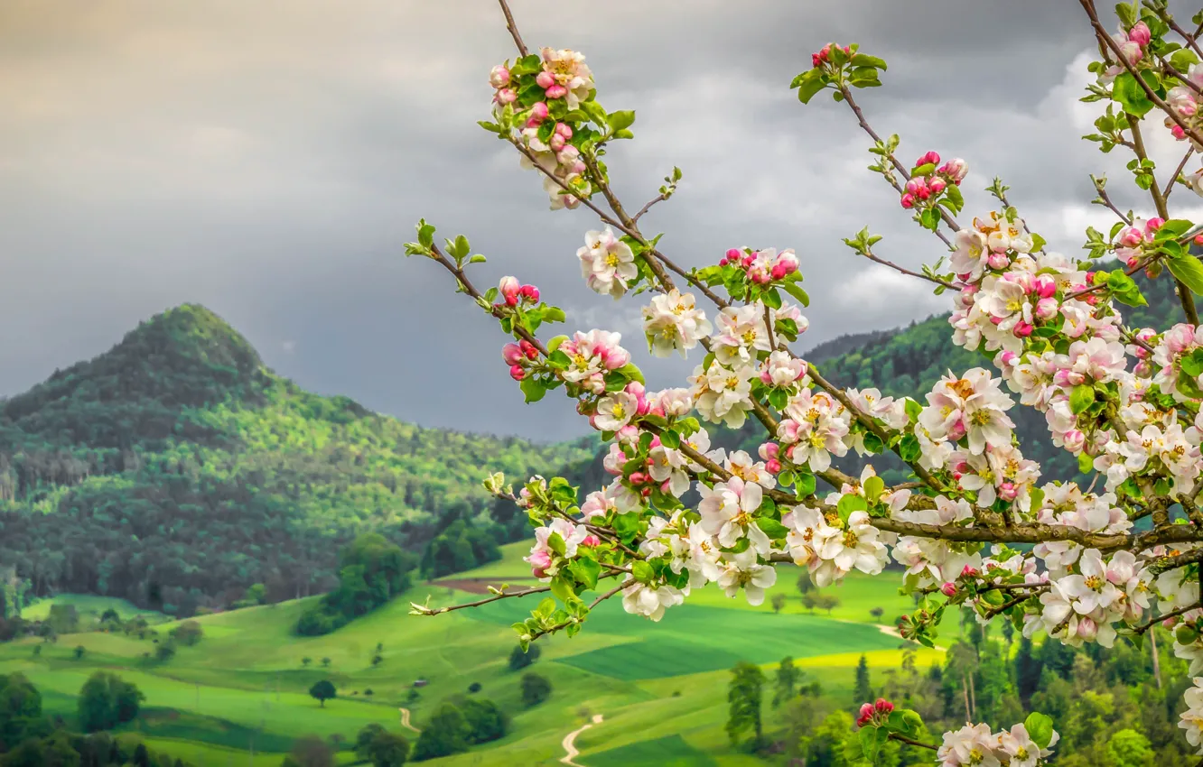 Photo wallpaper mountains, branches, spring, Switzerland, valley, Apple, flowering, Switzerland