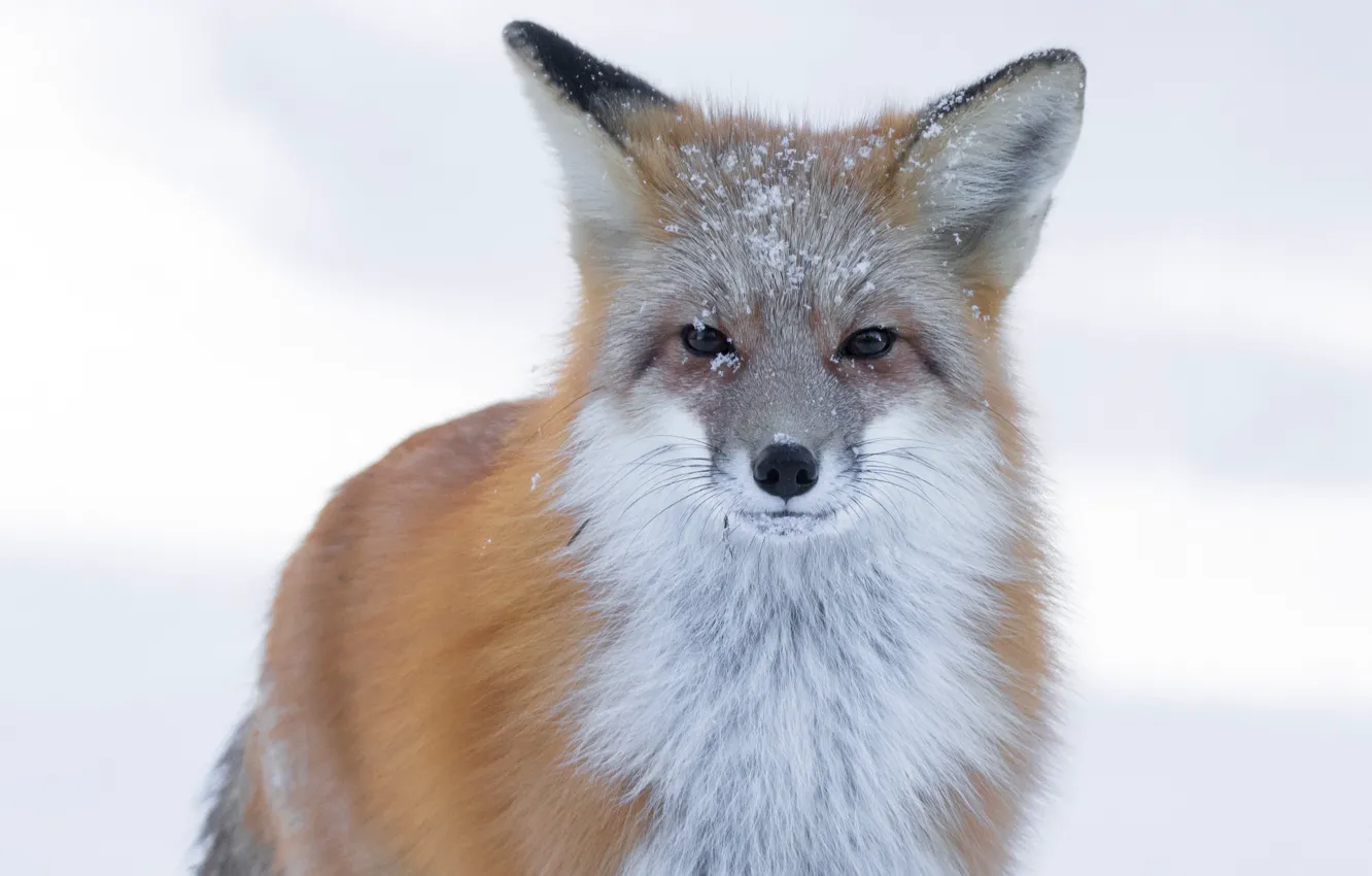 Photo wallpaper winter, look, face, snow, nature, portrait, Fox, red