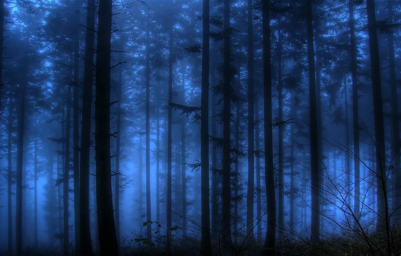 Photo wallpaper forest, trees, night