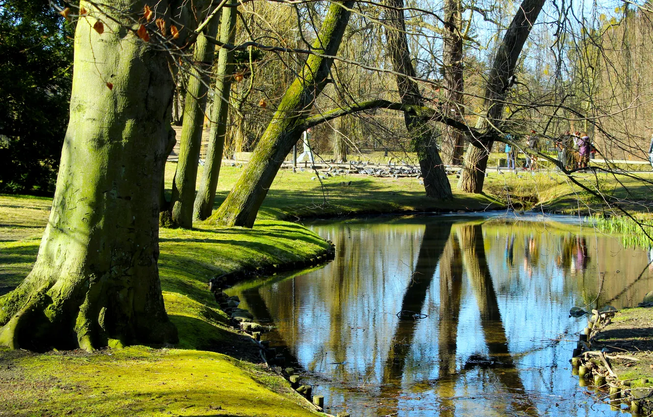 Photo wallpaper trees, park, pond