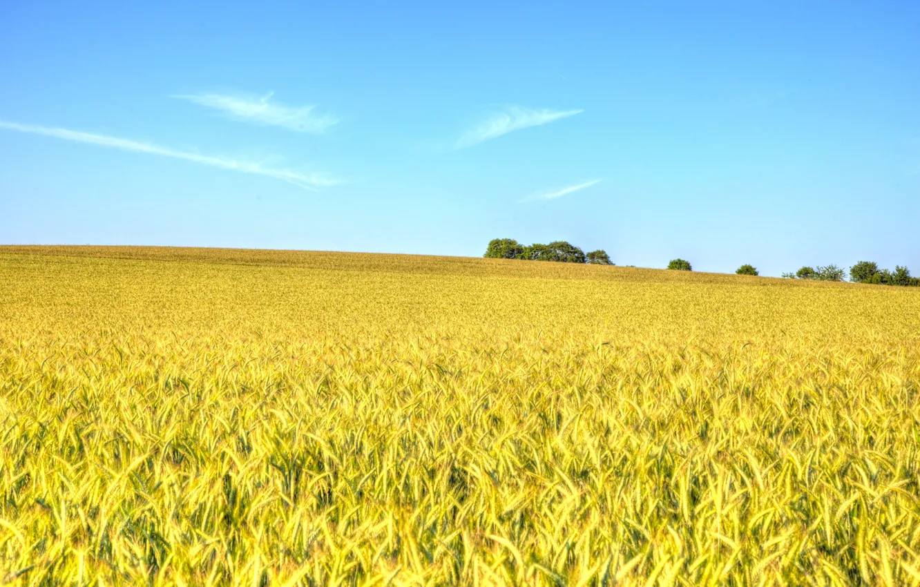 Photo wallpaper wheat, field, the sky, clouds, trees, the countryside, farm, wheat field